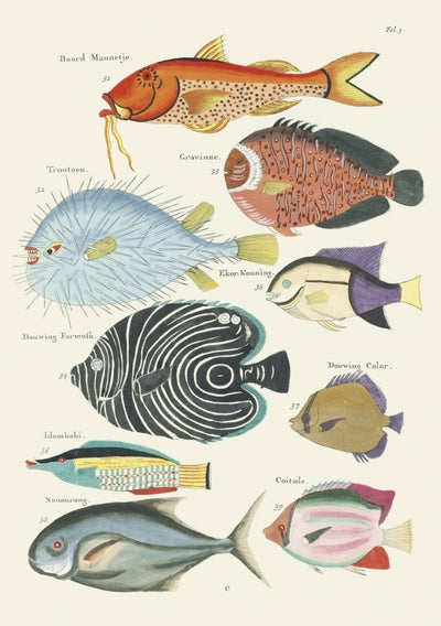 Carnet - Poissons, écrevisses et crabes