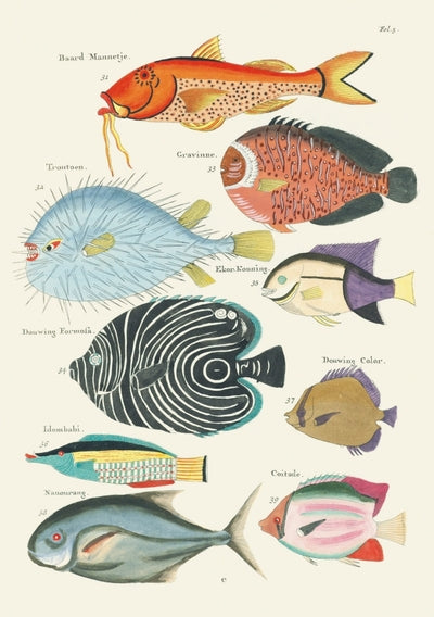 Carnet - Poissons, écrevisses et crabes