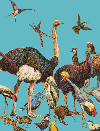 Petit carnet Oiseaux