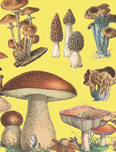 Petit carnet Champignons