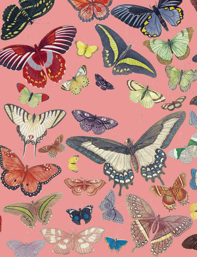 Petit carnet Papillons